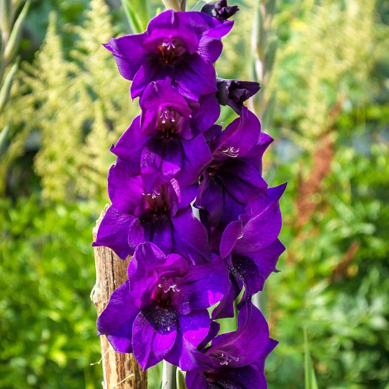 Dark Purple Gladiolus Seeds - Heirloom Flower Plant for Home Gardens