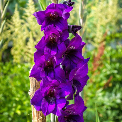 Dark Purple Gladiolus Seeds - Heirloom Flower Plant for Home Gardens
