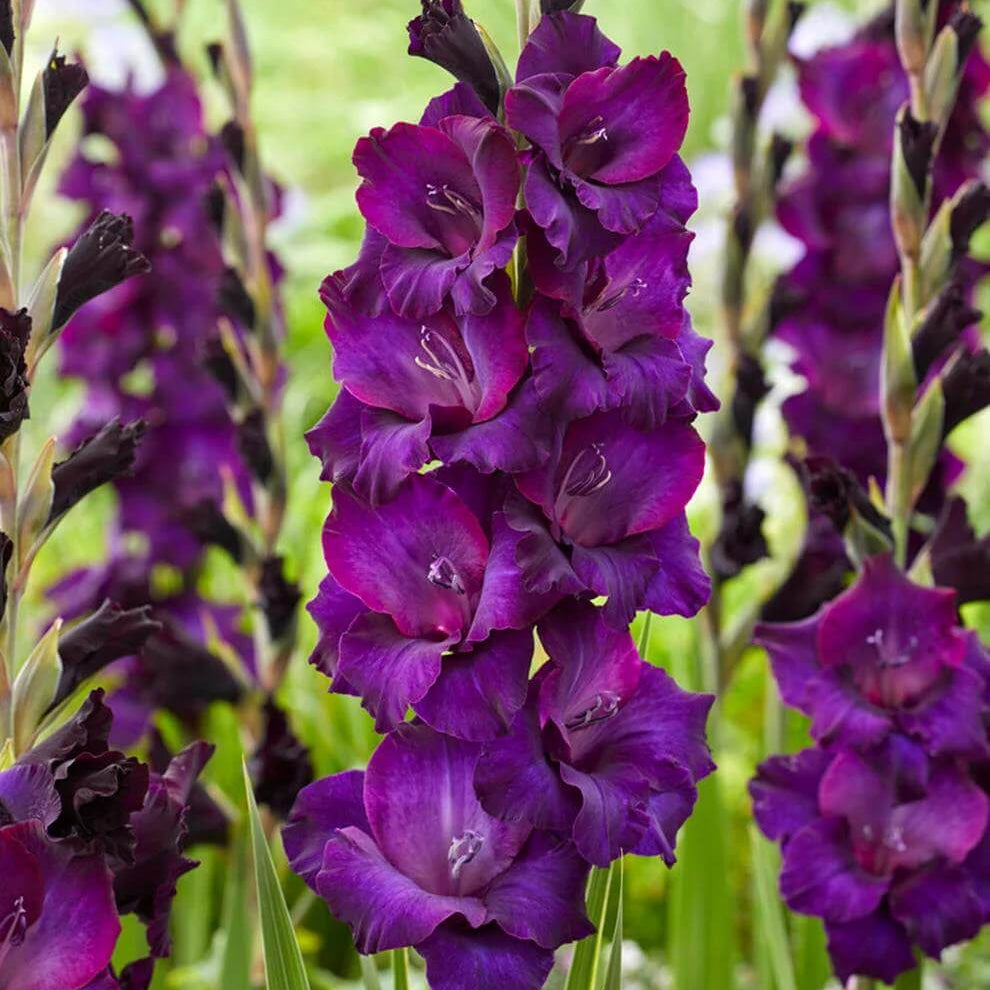 Dark Purple Gladiolus Seeds - Heirloom Flower Plant for Home Gardens