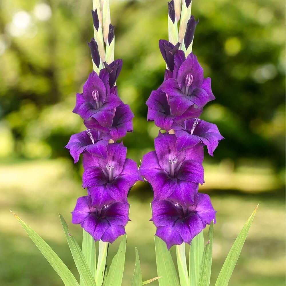 Dark Purple Gladiolus Seeds - Heirloom Flower Plant for Home Gardens