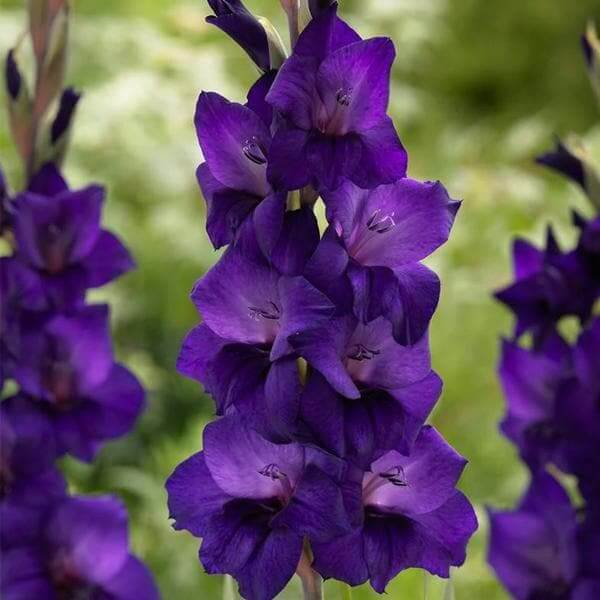Dark Purple Gladiolus Seeds - Heirloom Flower Plant for Home Gardens