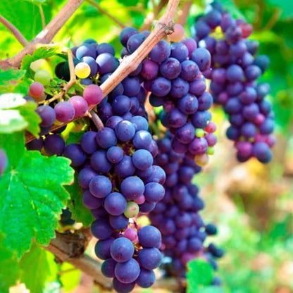 Dark Purple Grapes Seeds