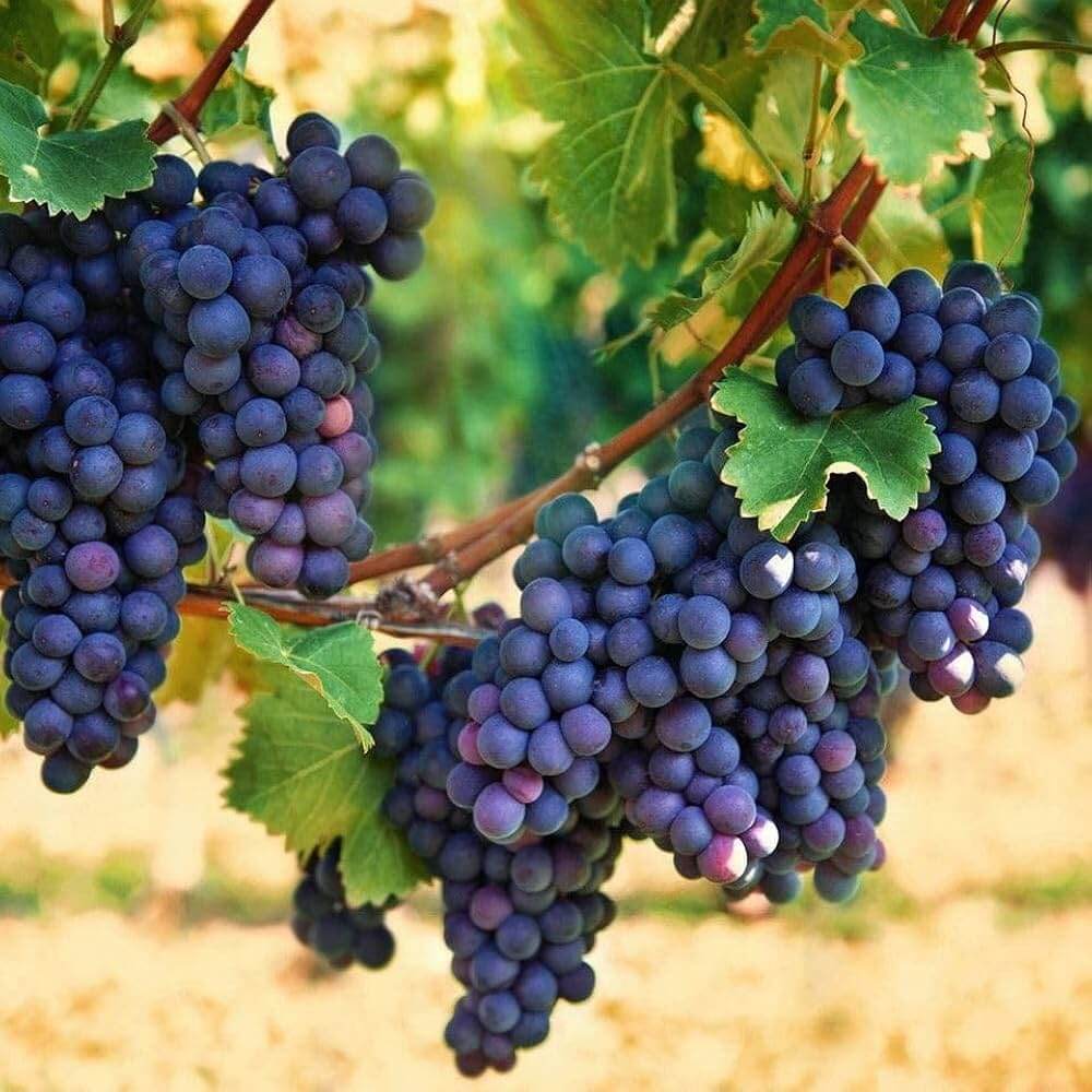Dark Purple Grapes Seeds