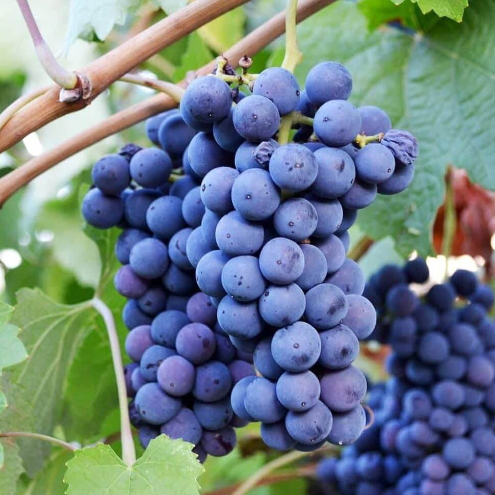 Dark Purple Grapes Seeds