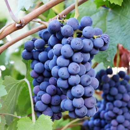 Dark Purple Grapes Seeds