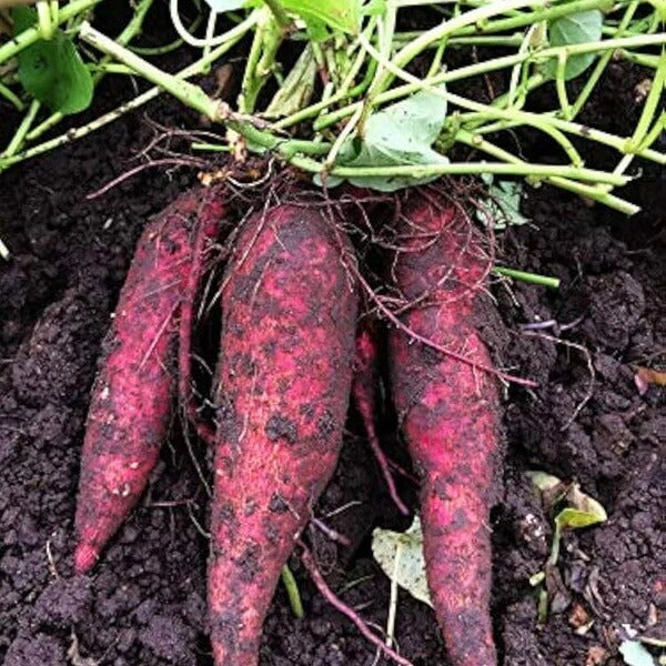 Dark Purple Sweet Potato Seeds