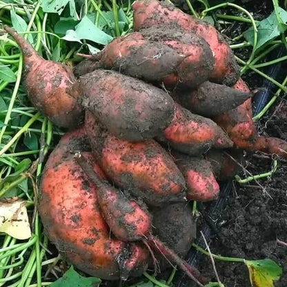 Dark Purple Sweet Potato Seeds
