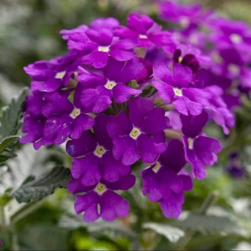 Dark Purple Verbena Seeds