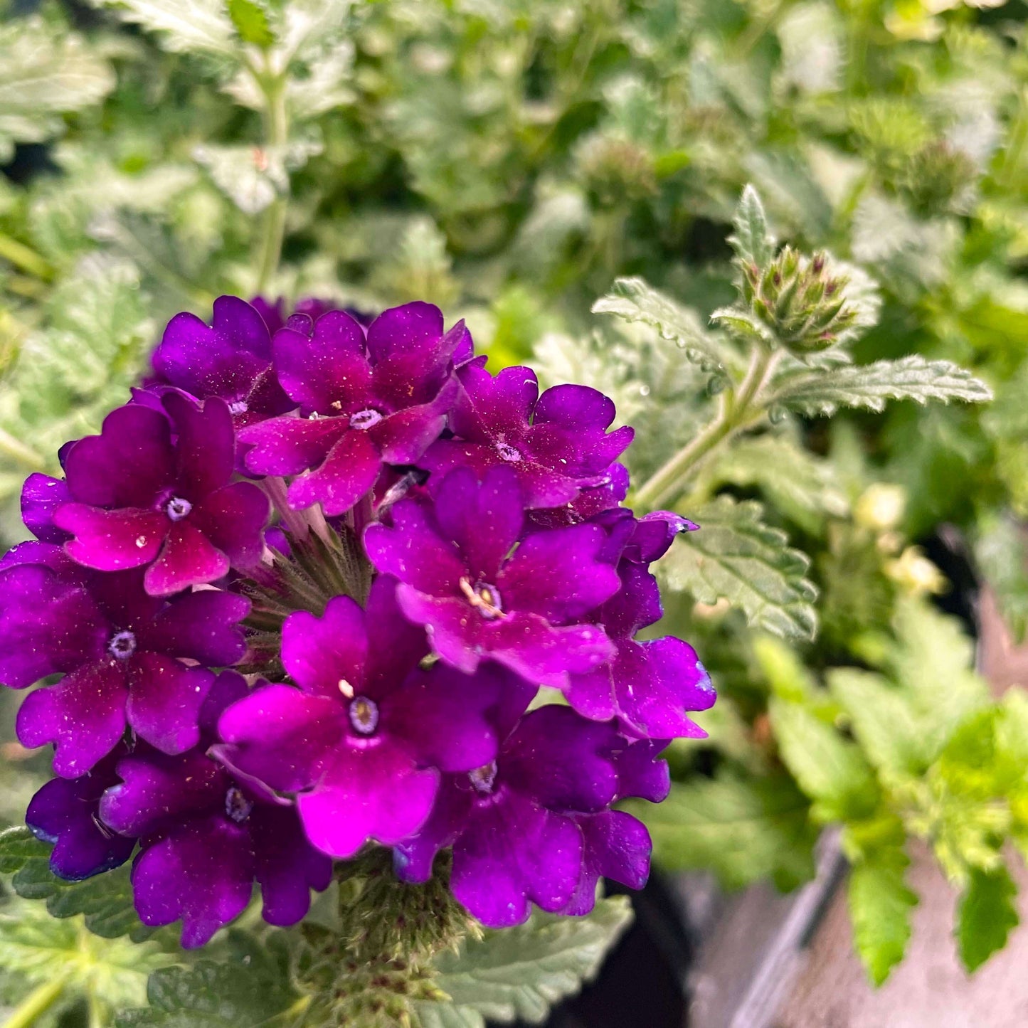 Dark Purple Verbena Seeds