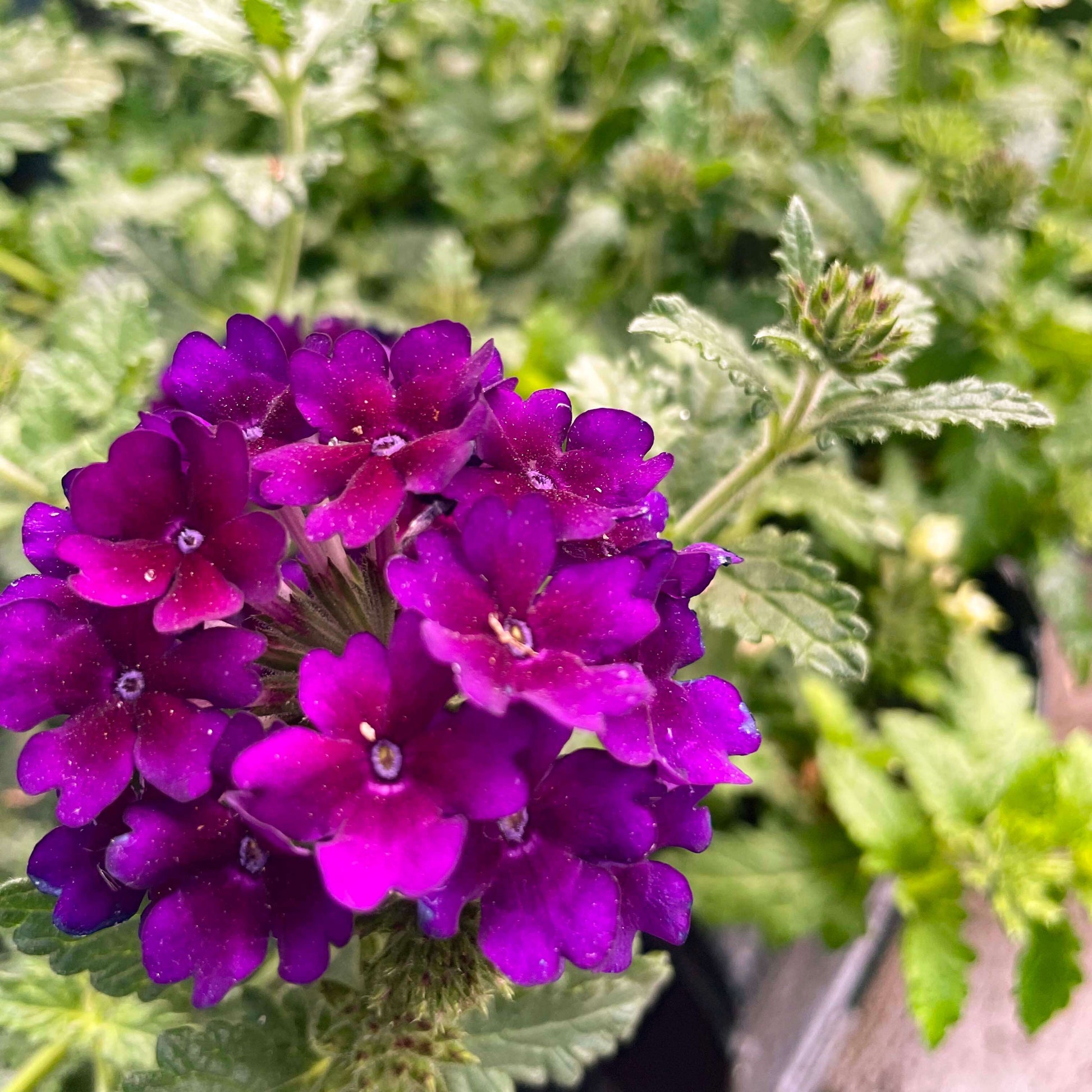 Dark Purple Verbena Seeds