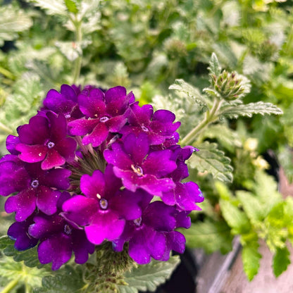 Dark Purple Verbena Seeds