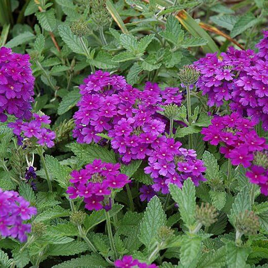 Dark Purple Verbena Seeds