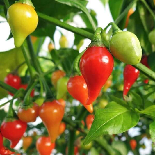 Dark Red Brazilian Chilli Seeds - Vegetable Plant