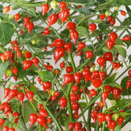 Dark Red Brazilian Chilli Seeds - Vegetable Plant