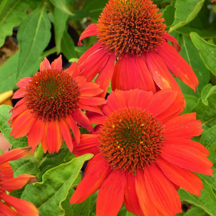 Dark Red Coneflower Seeds 