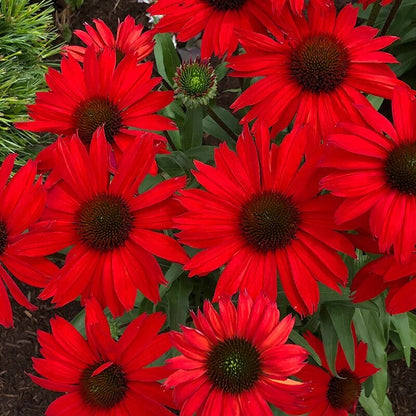 Dark Red Coneflower Seeds 