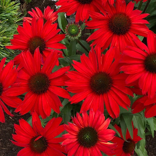 Dark Red Coneflower Seeds 