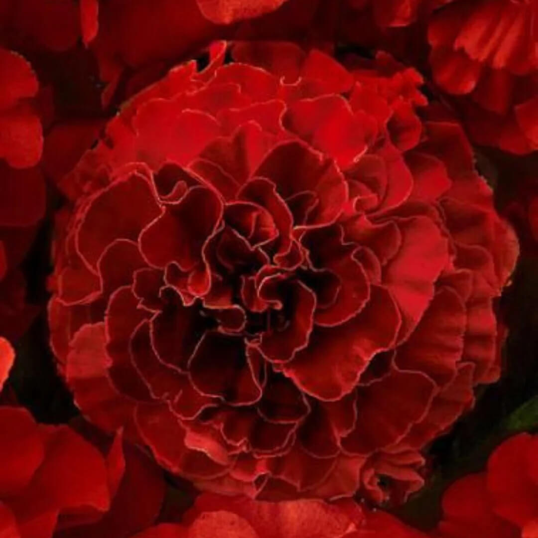 Dark Red Marigold Seeds