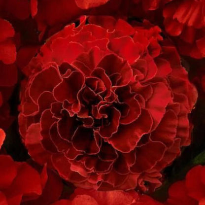 Dark Red Marigold Seeds