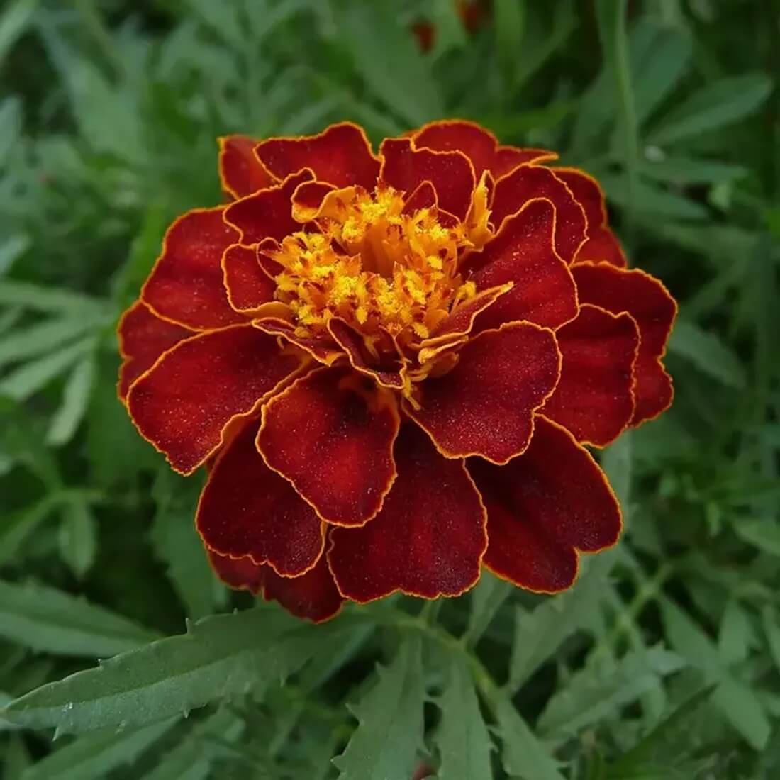 Dark Red Marigold Seeds