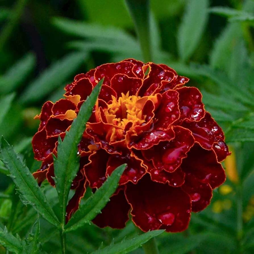 Dark Red Marigold Seeds