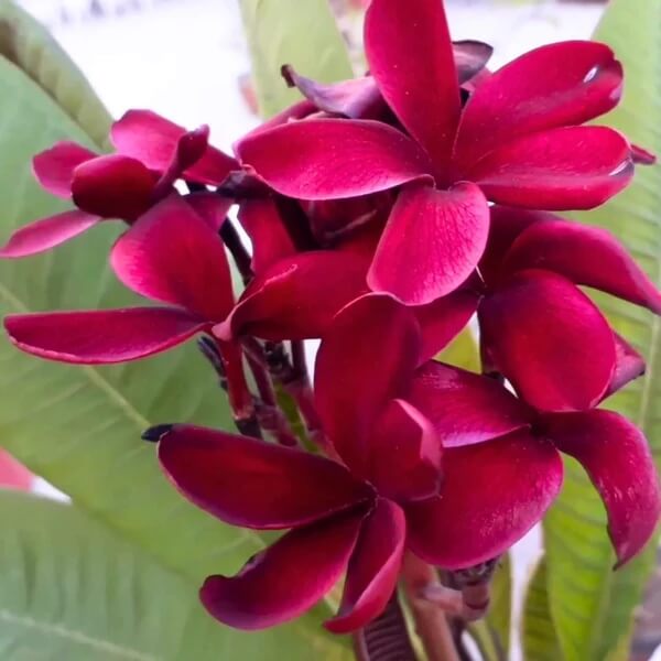 Dark Red Plumeria Seeds 