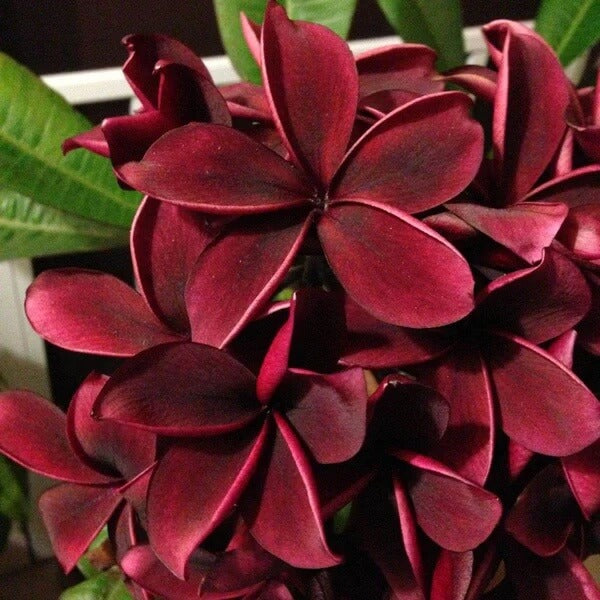 Dark Red Plumeria Seeds 