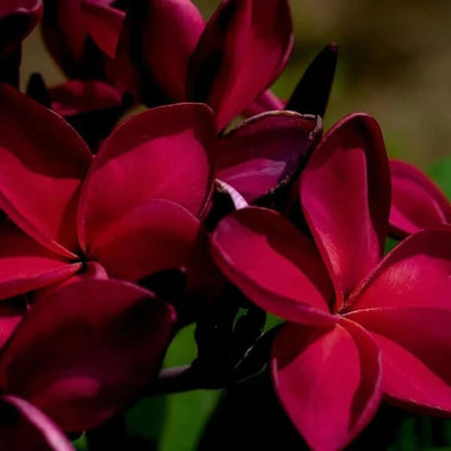Dark Red Plumeria Seeds 