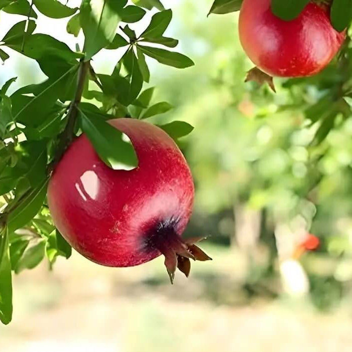 Dark Red Pomegranate Seeds