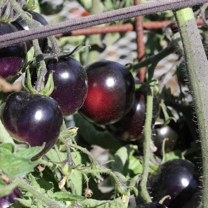 Dark Tomato Seeds - Heirloom Vegetable Plant for Home Gardens