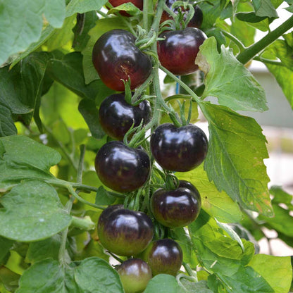 Dark Tomato Seeds - Heirloom Vegetable Plant for Home Gardens