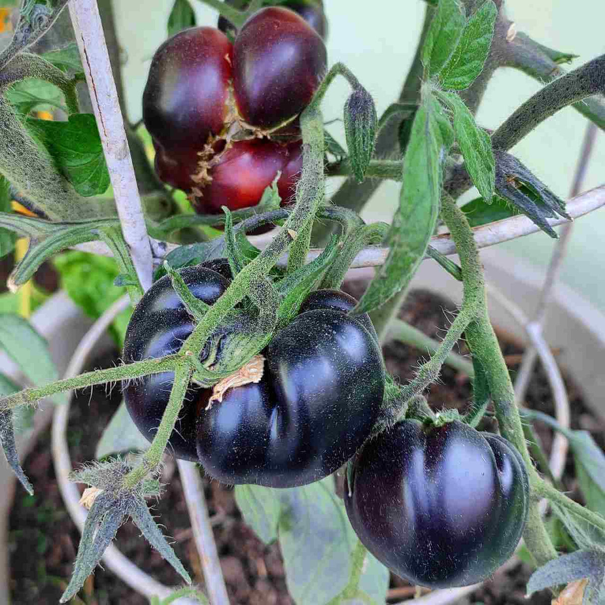 Dark Tomato Seeds - Heirloom Vegetable Plant for Home Gardens