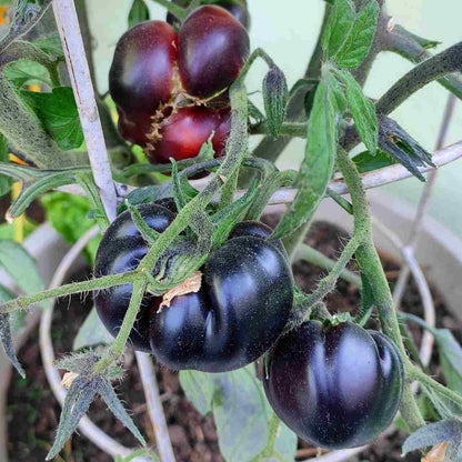 Dark Tomato Seeds - Heirloom Vegetable Plant for Home Gardens