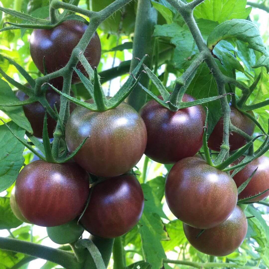 Dark Tomato Seeds - Heirloom Vegetable Plant for Home Gardens
