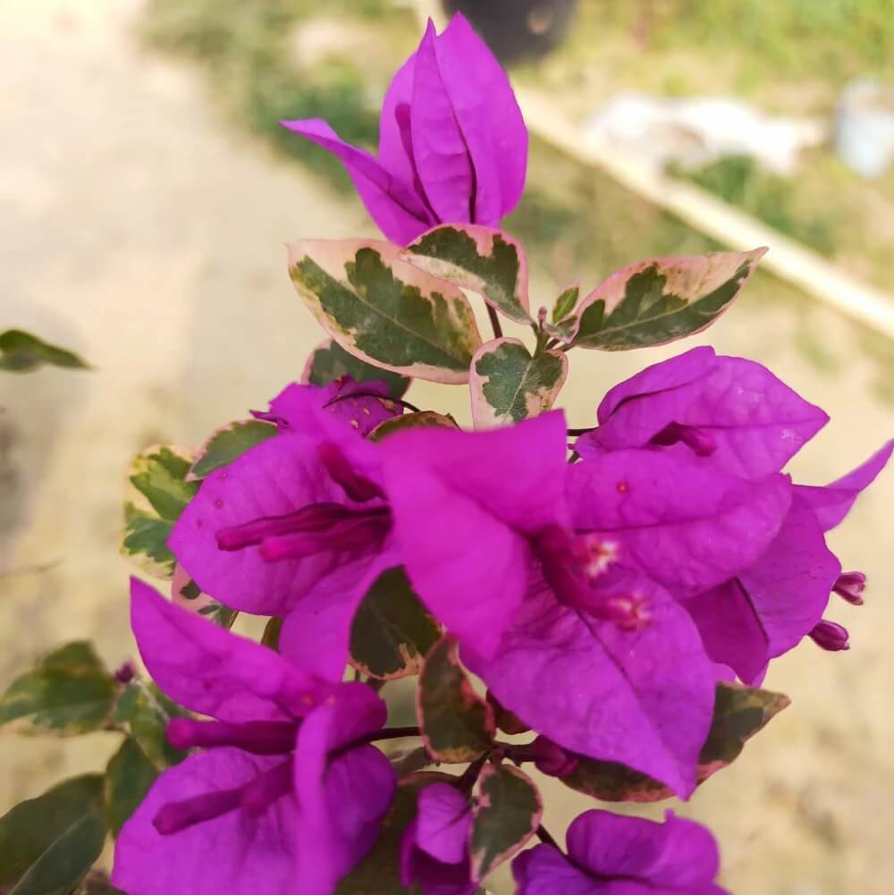 Dark Violet Bougainvillea Seeds