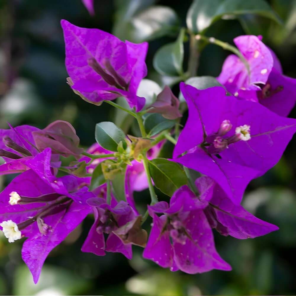 Dark Violet Bougainvillea Seeds