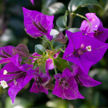 Dark Violet Bougainvillea Seeds