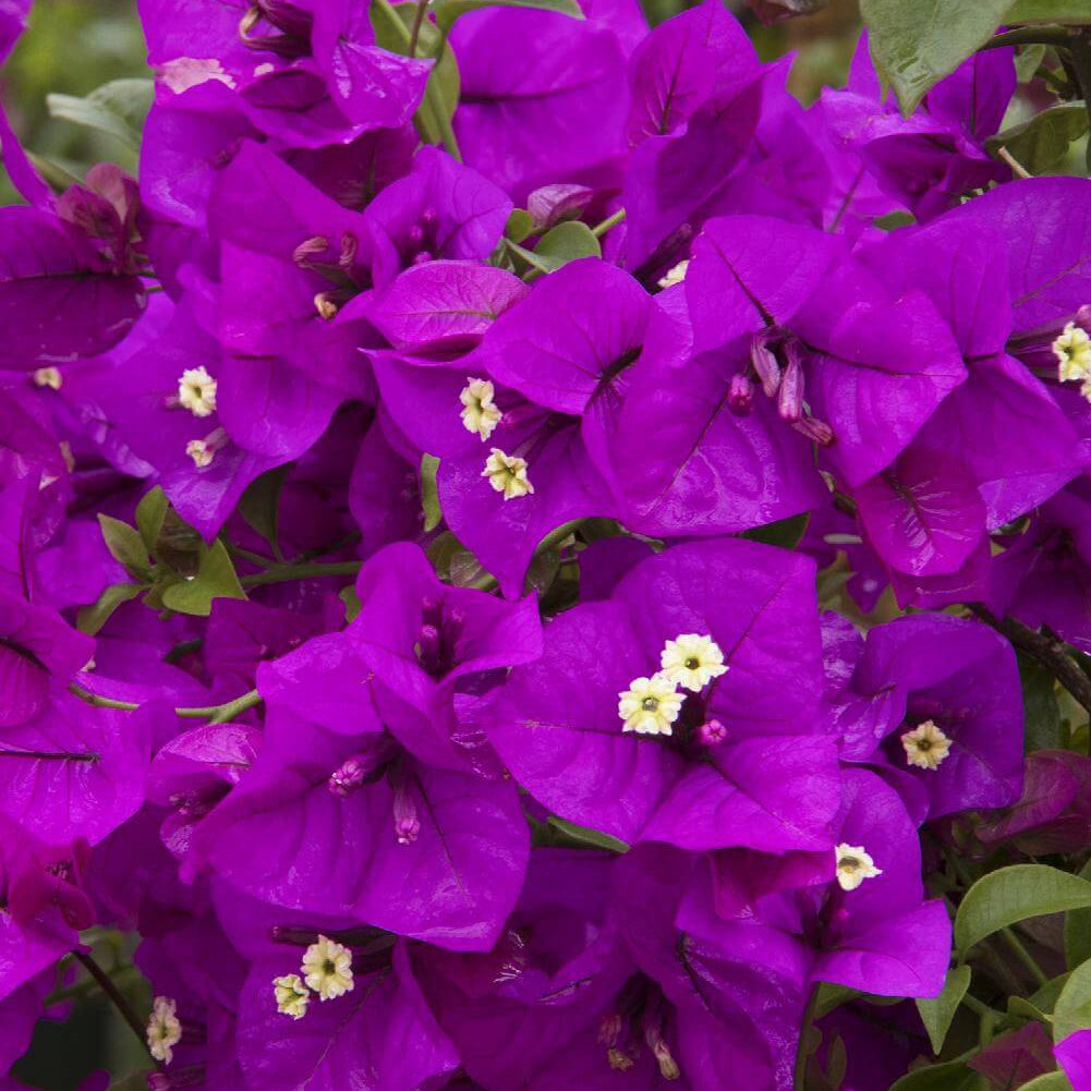 Dark Violet Bougainvillea Seeds