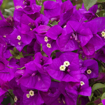 Dark Violet Bougainvillea Seeds