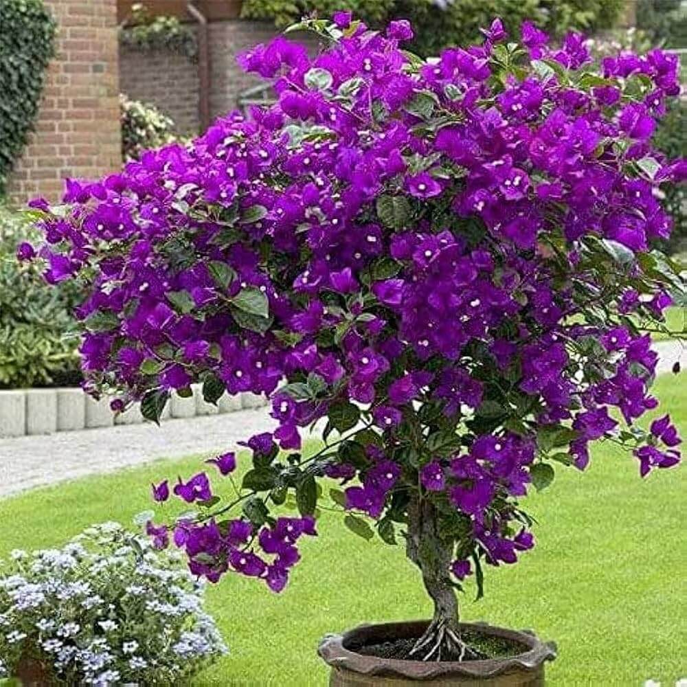 Dark Violet Bougainvillea Seeds