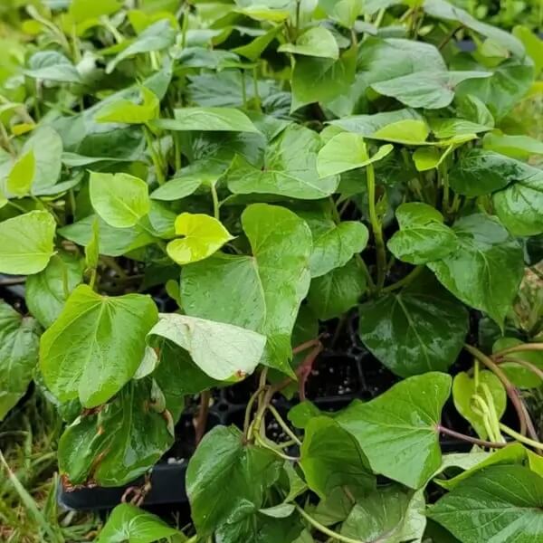 Dark Violet Sweet Potato Seeds