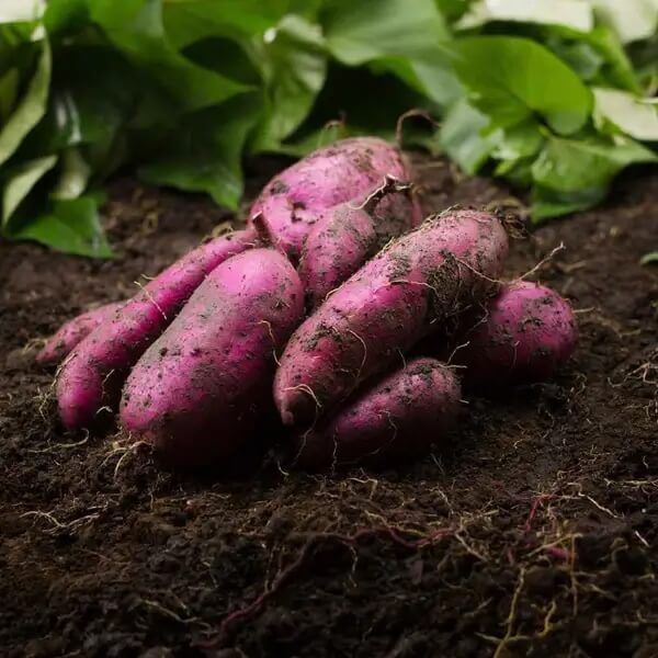 Dark Violet Sweet Potato Seeds