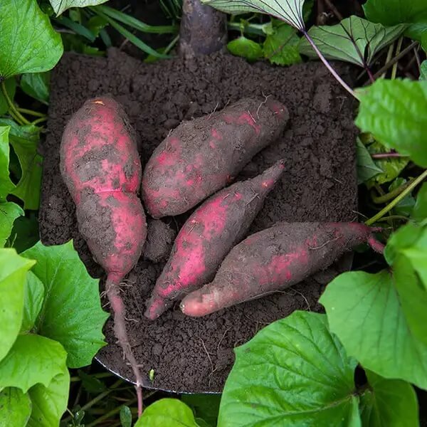 Dark Violet Sweet Potato Seeds