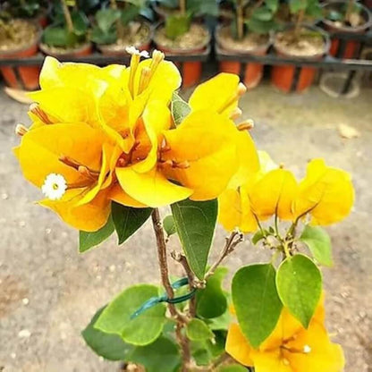 Dark Yellow Bougainvillea Seeds
