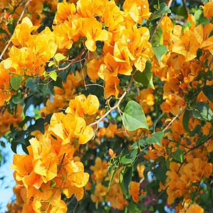 Dark Yellow Bougainvillea Seeds