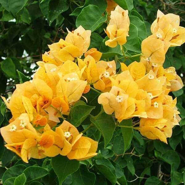 Dark Yellow Bougainvillea Seeds