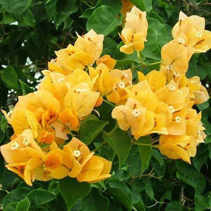 Dark Yellow Bougainvillea Seeds