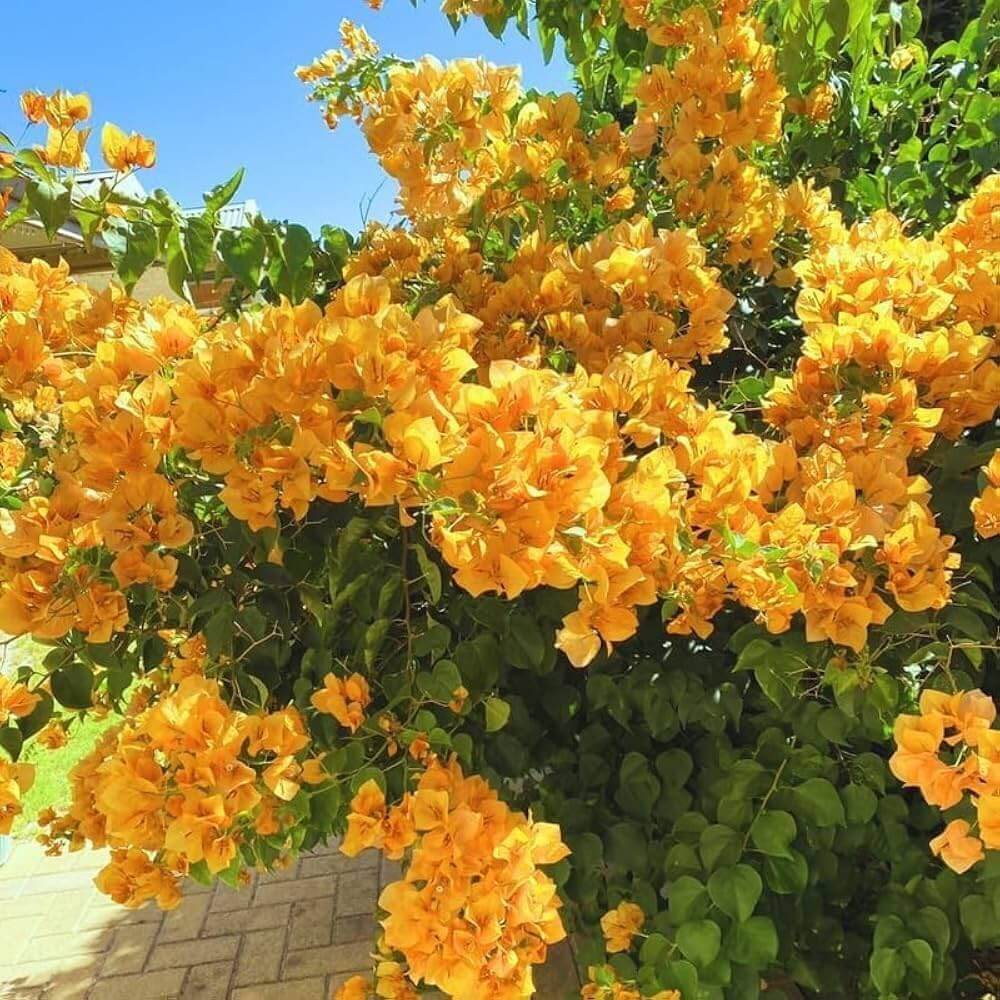 Dark Yellow Bougainvillea Seeds