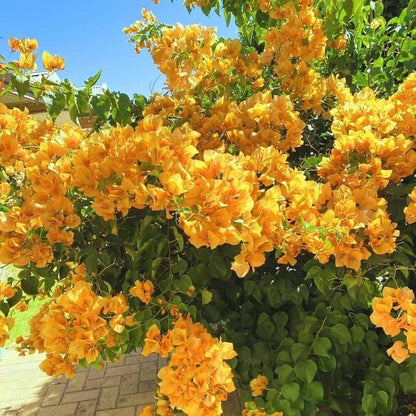 Dark Yellow Bougainvillea Seeds