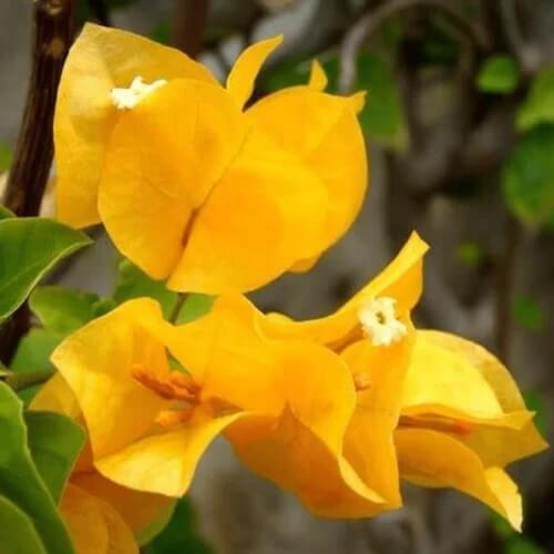 Dark Yellow Bougainvillea Seeds - Flower Plant